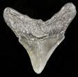 Juvenile Megalodon Tooth - South Carolina #45858-1